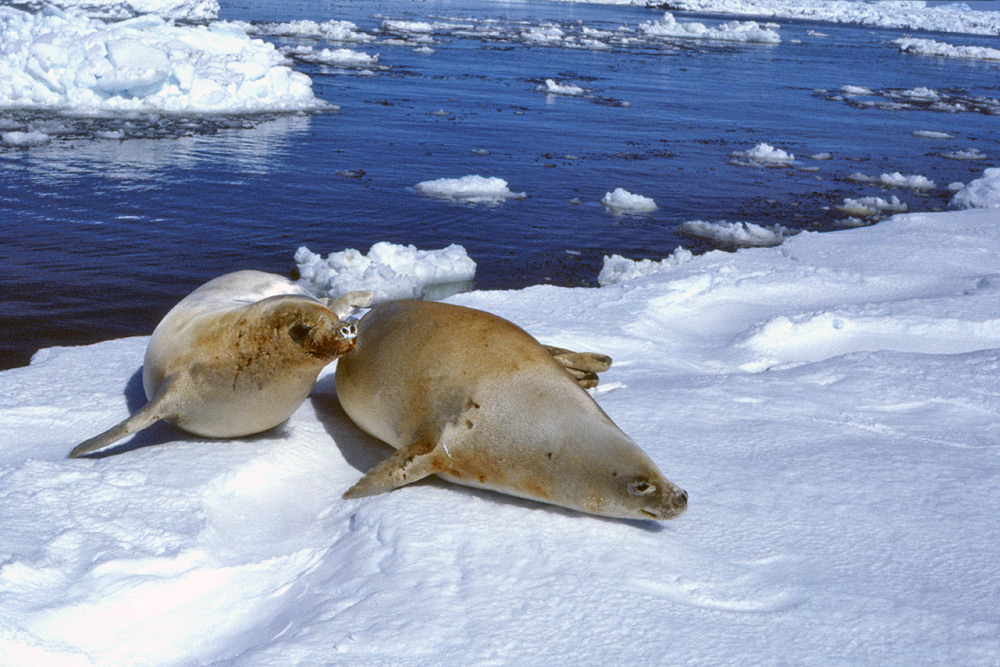 How are seals adapted to their environment?